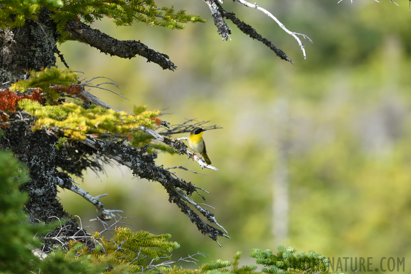 Geothlypis trichas trichas [400 mm, 1/640 Sek. bei f / 8.0, ISO 1000]